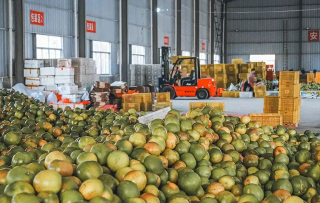 青柚基地。袁鸿梅摄