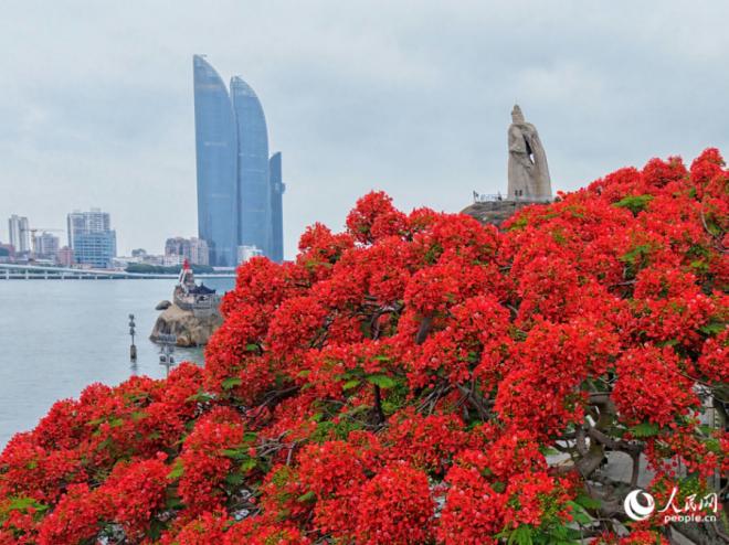 市树凤凰木。人民网记者 陈博摄