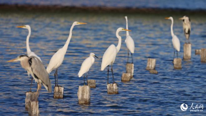 市鸟白鹭。人民网记者 陈博摄