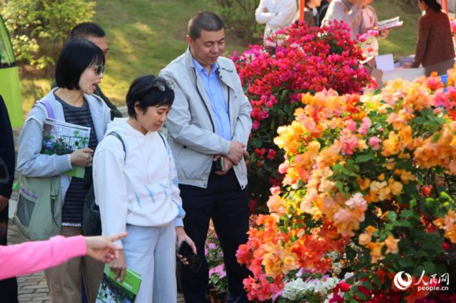 市民游客欣赏三角梅展陈。人民网记者 陈博摄