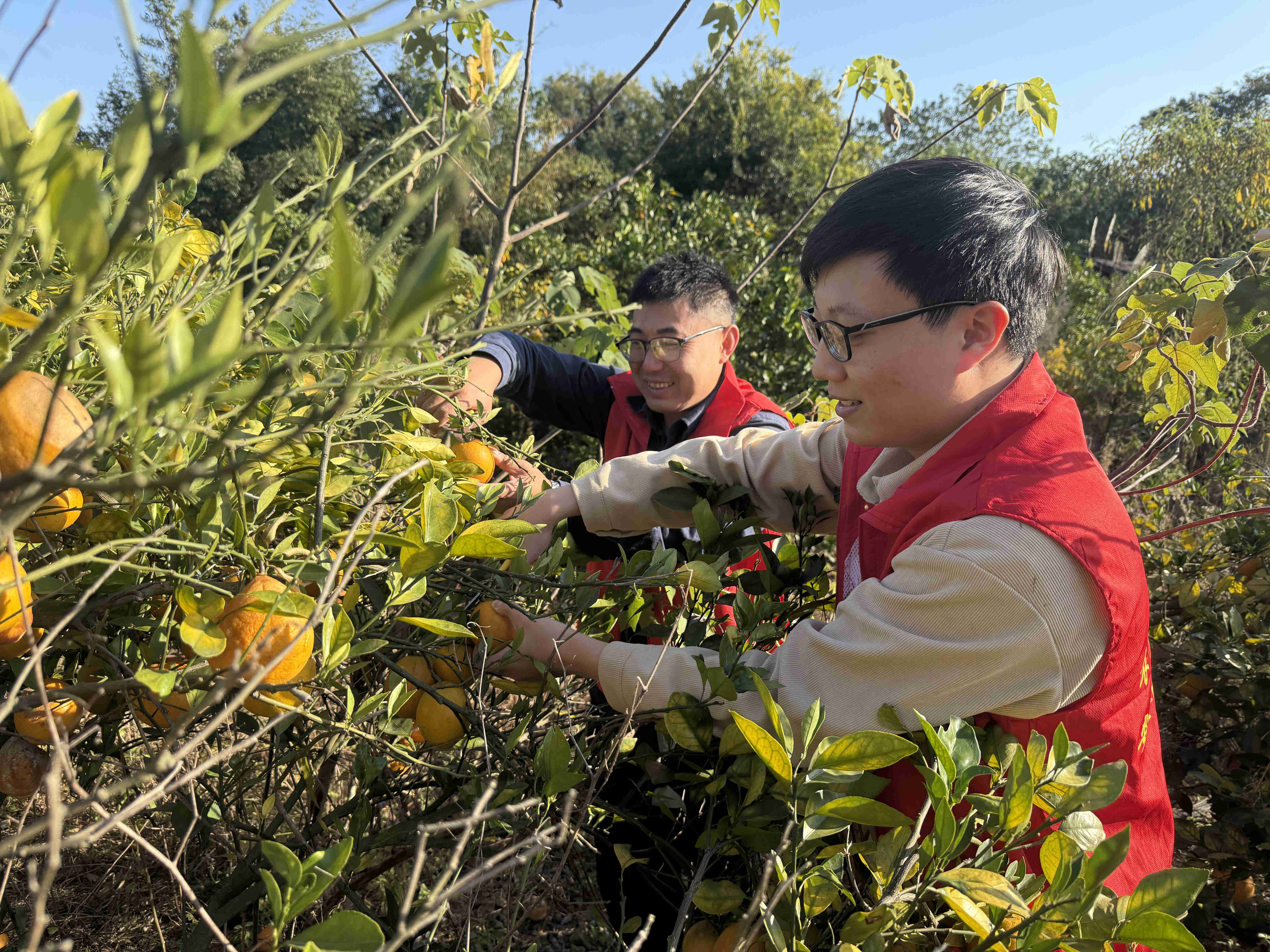 党员干部帮助农户采摘橙子