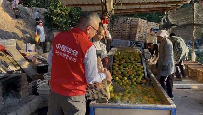 平安产险志愿者助力永春果农采摘芦柑