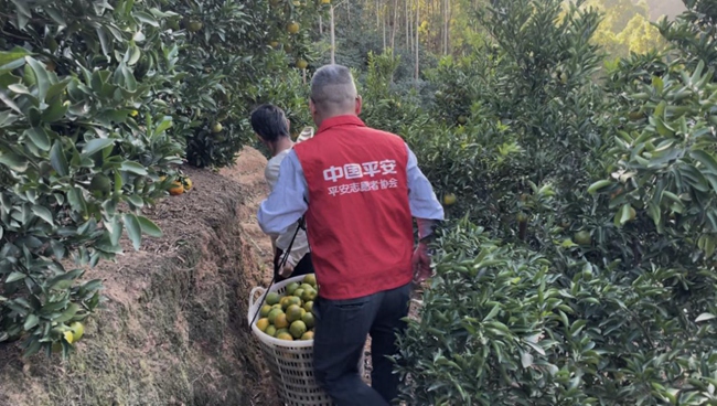 平安产险志愿者助力永春果农采摘芦柑