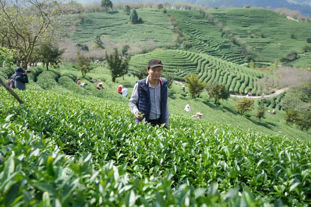 谢东庆在茶山中查看茶叶长势。漳平融媒体中心供图