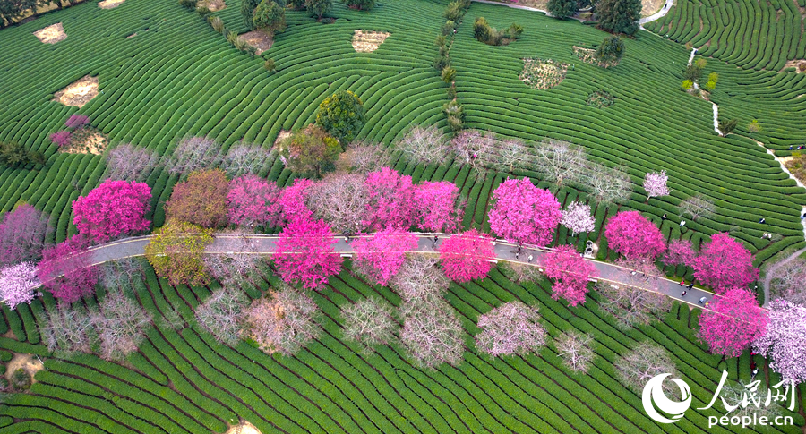 春季的樱花茶园美不胜收。人民网记者 李昌乾摄