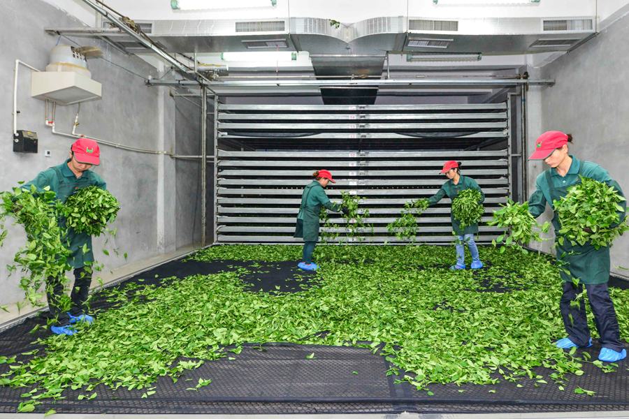漳平的现代化茶厂。漳平市融媒体中心供图