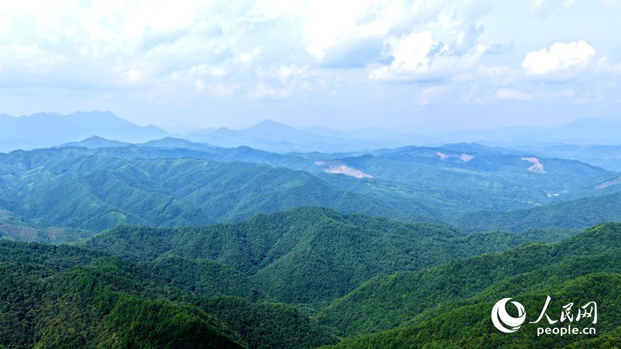 三明市明溪县拥有82.12%的森林覆盖率和丰富的鸟类资源，被誉为“中国候鸟旅居小城”。人民网记者 兰志飞摄