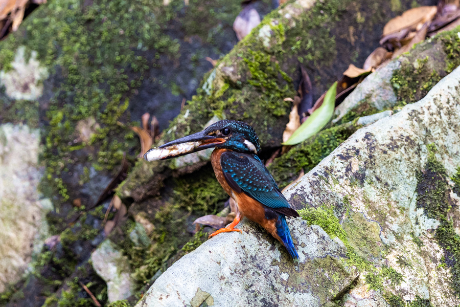 在明溪山涧中觅食的国家二级保护动物斑头大翠鸟。江月兰摄