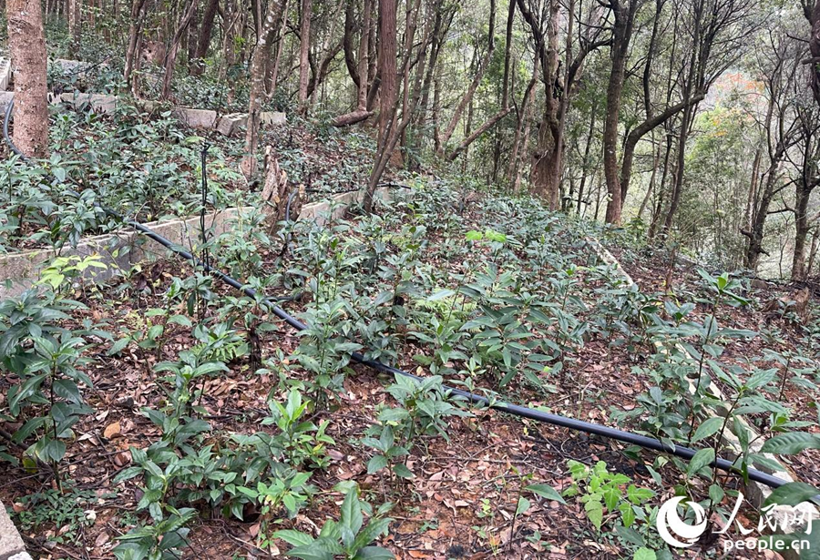 枫溪乡高品质肿节风（草珊瑚）GAP种植基地。人民网 谢星宇摄