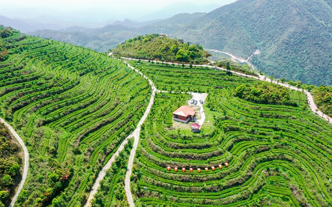 安溪生态茶园风景秀丽