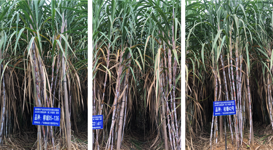 甘蔗品种新台糖22号（中）、桂糖42（右）和桂柳05136（左）