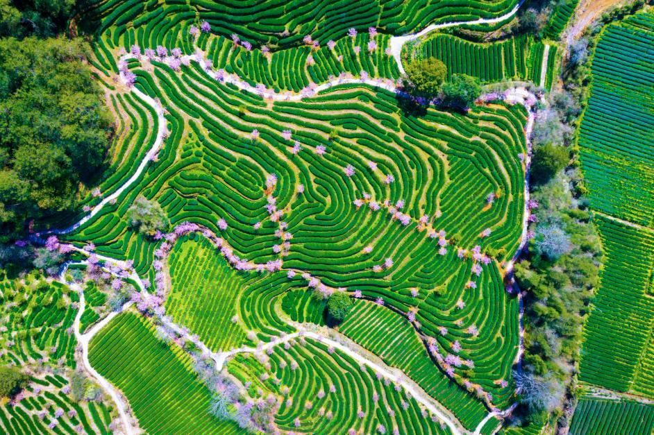 武夷山星村镇燕子窠生态茶园。肖文凤摄