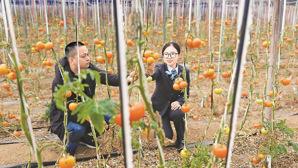 农行三明大田支行客户经理走访农户，开展金融服务。