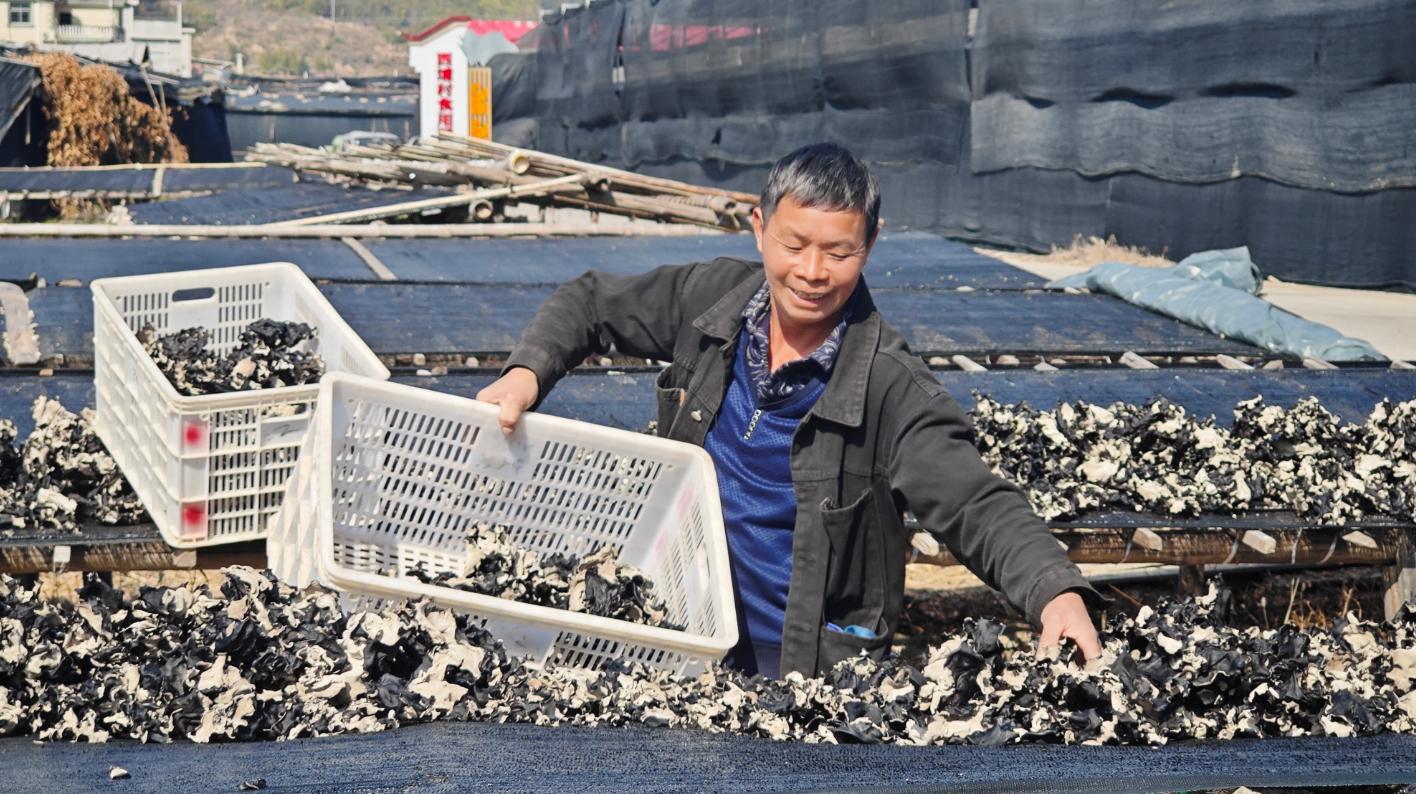 农户晾晒毛木耳。新桥镇人民政府供图