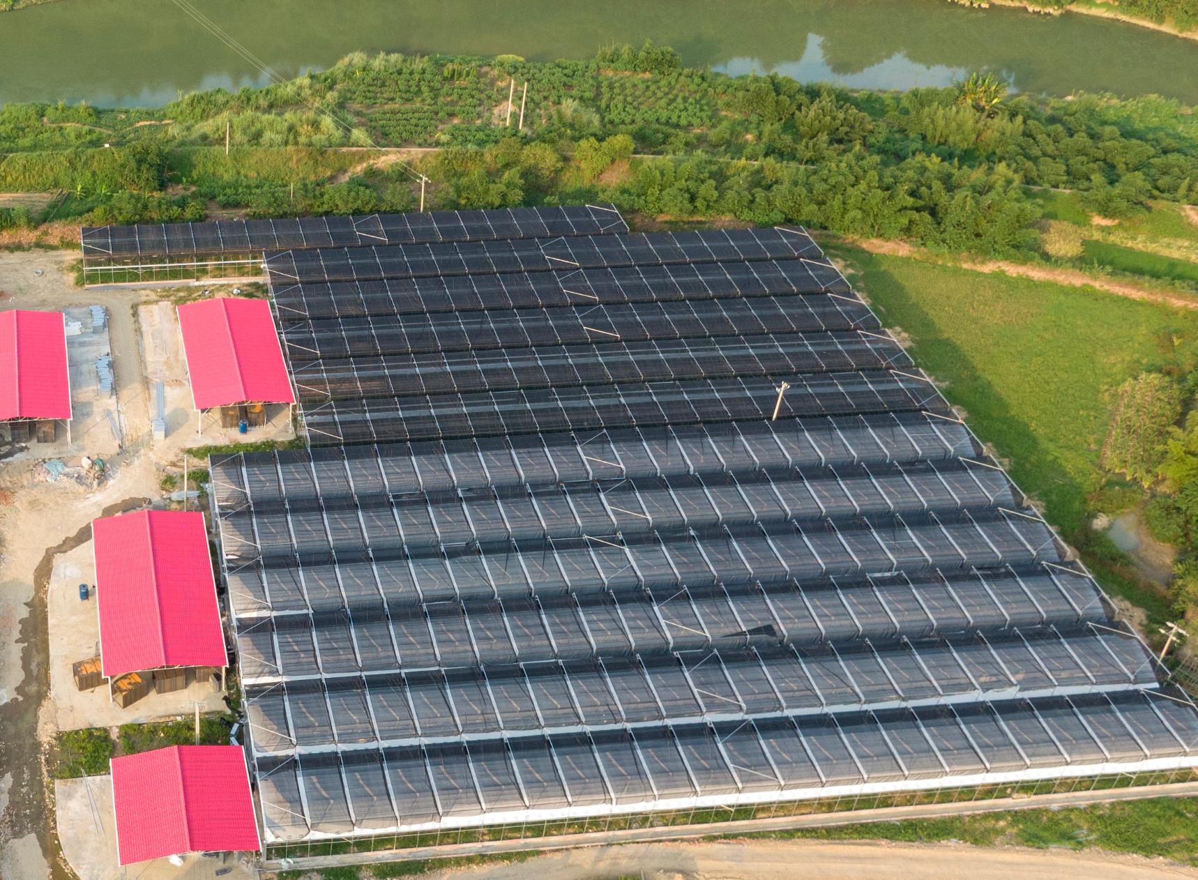 新桥镇钢架智能温控大棚。新桥镇人民政府供图