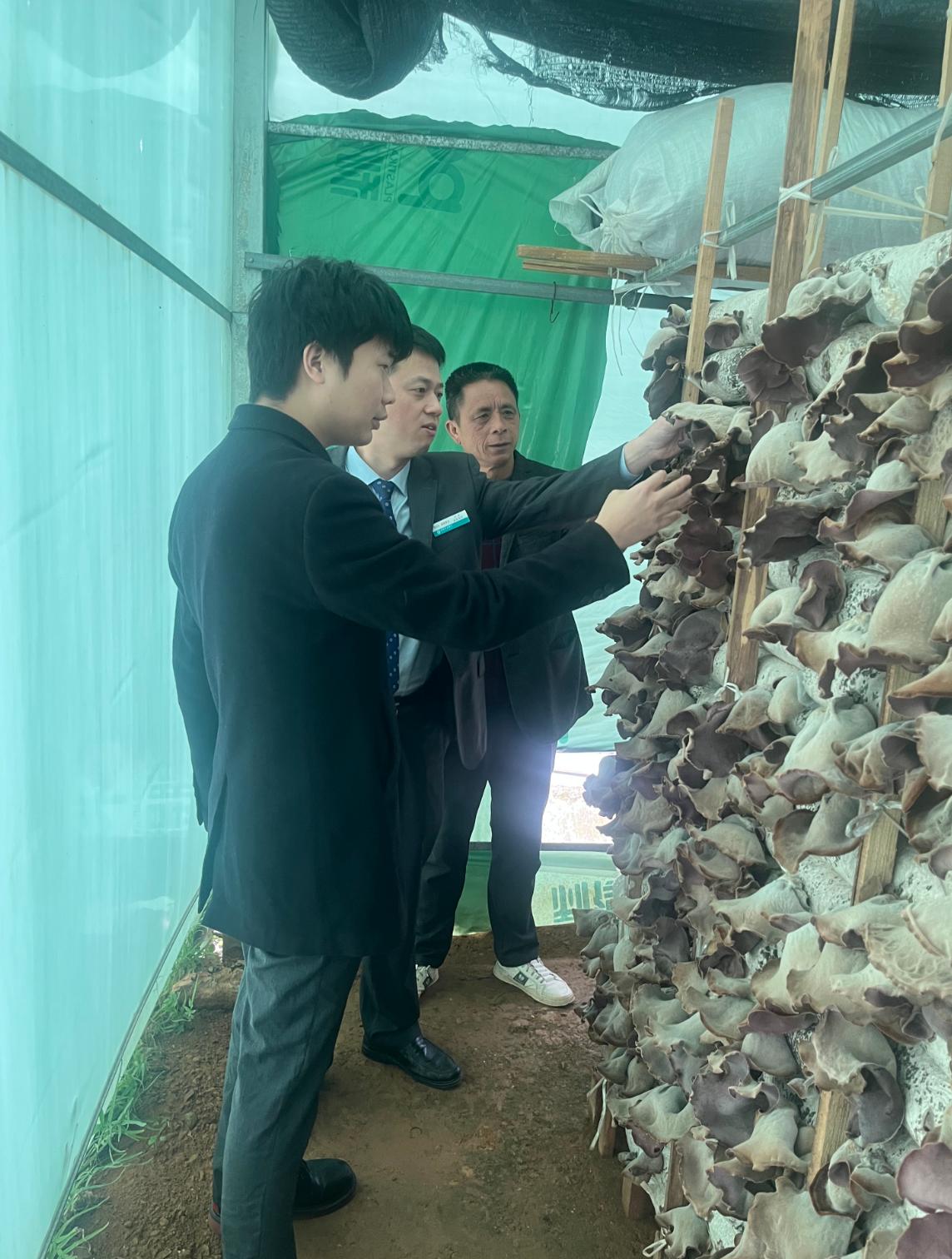 农行漳平麦元支行客户经理到农户新大棚了解毛木耳生长情况。龙岩农业银行供图