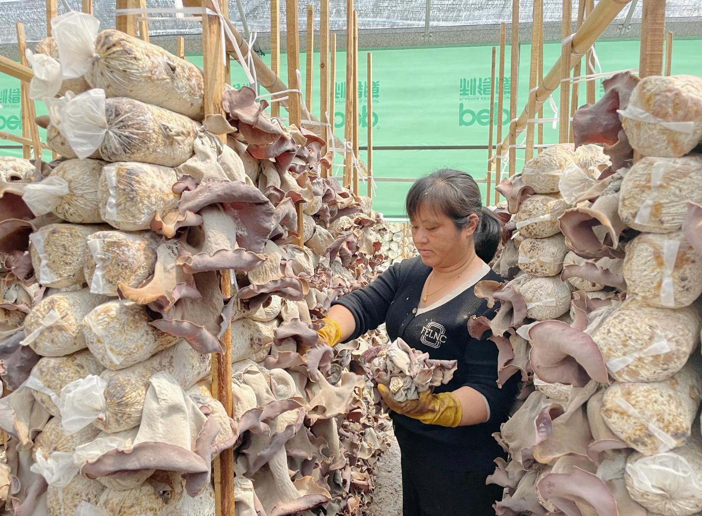 农户正在采收毛木耳。新桥镇人民政府供图