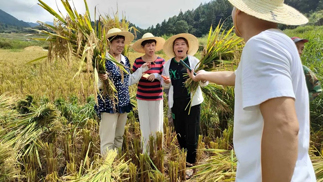 党员干部赴后溪村同群众收割稻谷。