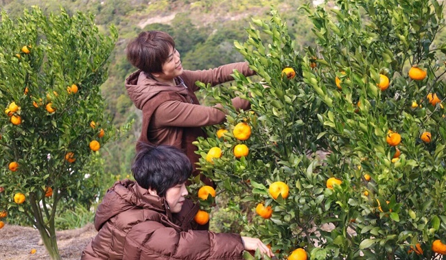 游客走進果園採摘新鮮水果