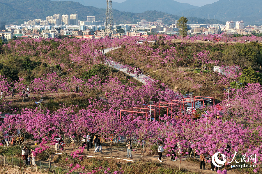 230畝紫花風鈴木依山勢連片盛放。人民網記者 陳博攝
