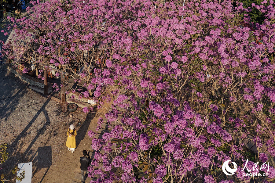 一串串風鈴狀花朵抱團挂滿枝頭。人民網記者 陳博攝