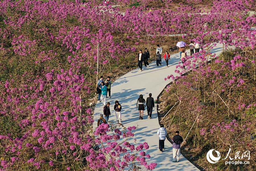 盛放的紫花風鈴木夾道。人民網記者 陳博攝