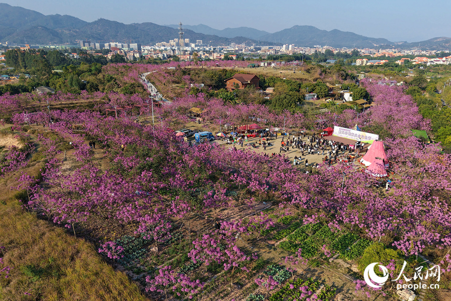 從高處俯瞰，山坡上猶如鋪開粉紫絨毯。人民網記者 陳博攝
