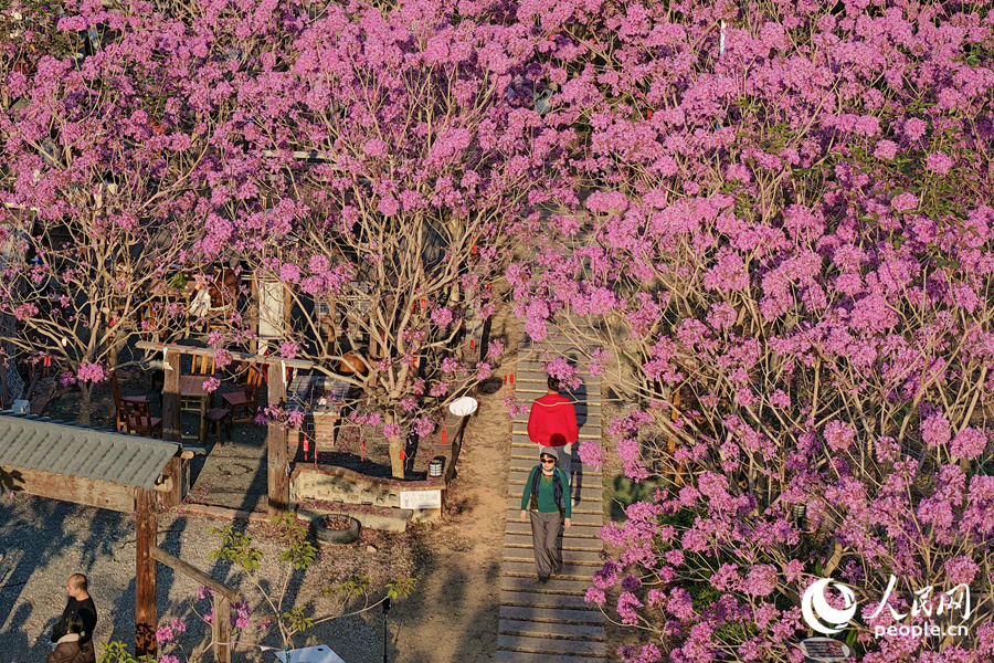 游客漫步花間小徑。人民網記者 陳博攝