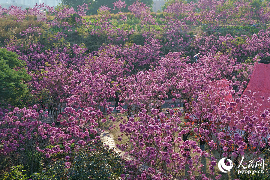 層層疊疊的花浪隨風涌動，分外妖嬈。人民網記者 陳博攝