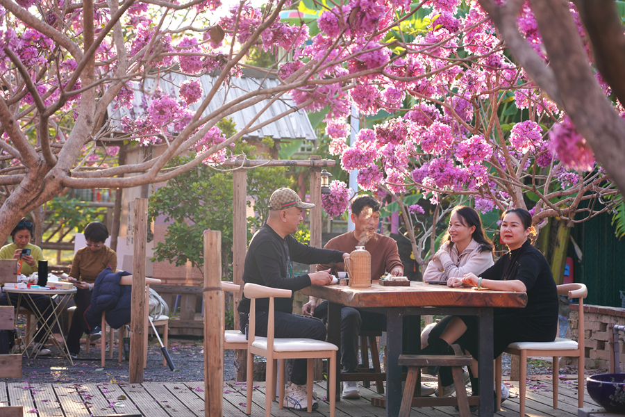 游客在紫花風鈴木花海中泡茶，享受午后時光。庄莉紅攝