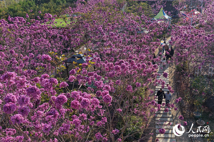 7000余株紫花風鈴木花朵盛放美如畫。人民網記者 陳博攝