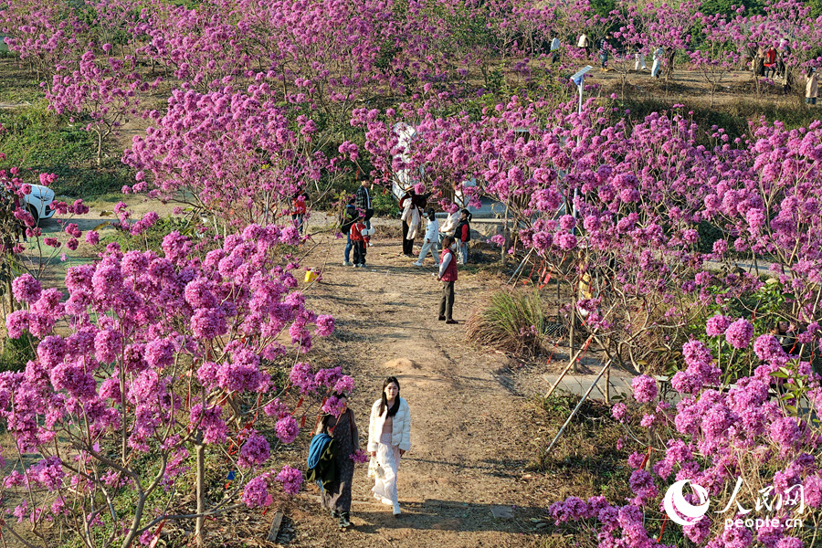 新年紫花迎客來。人民網記者 陳博攝