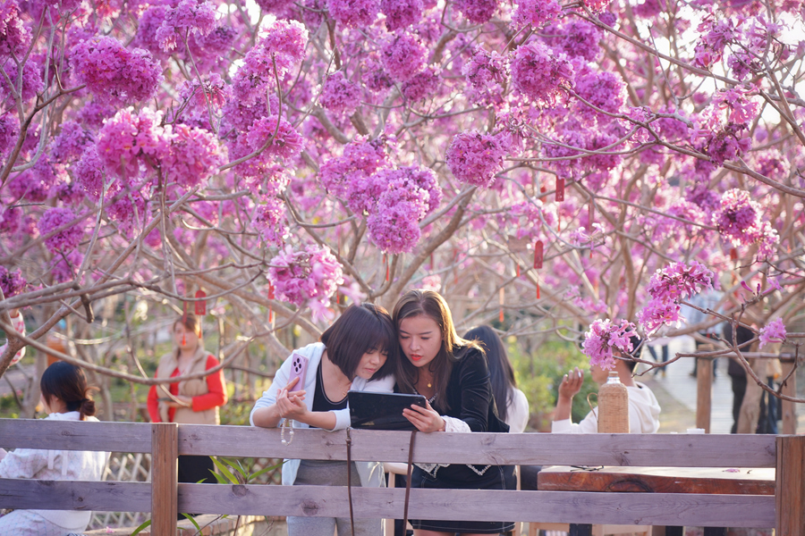 游客在浪漫紫花下私語。庄莉紅攝