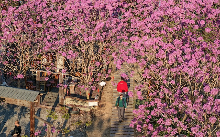 厦门：新年紫花漫山开