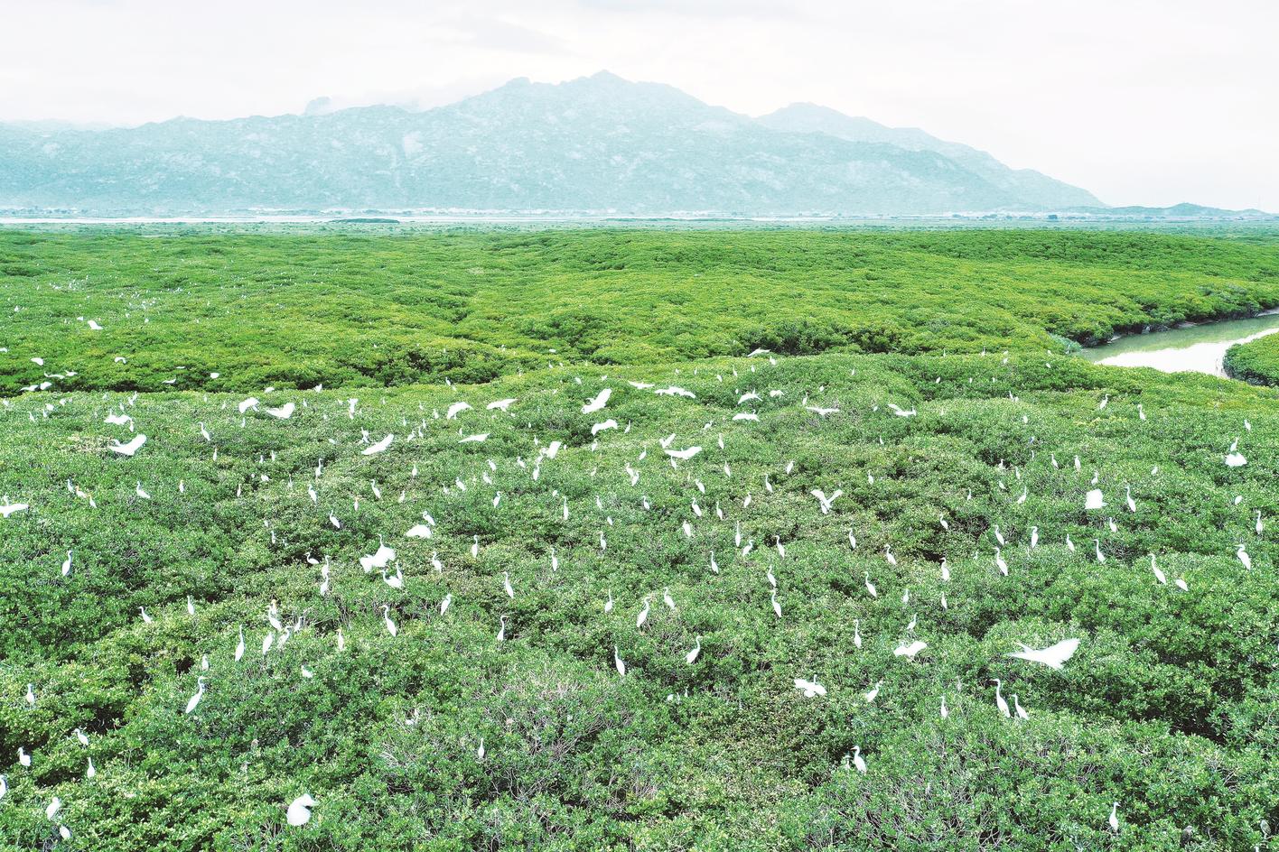 漳江口红树林国家级自然保护区生机盎然