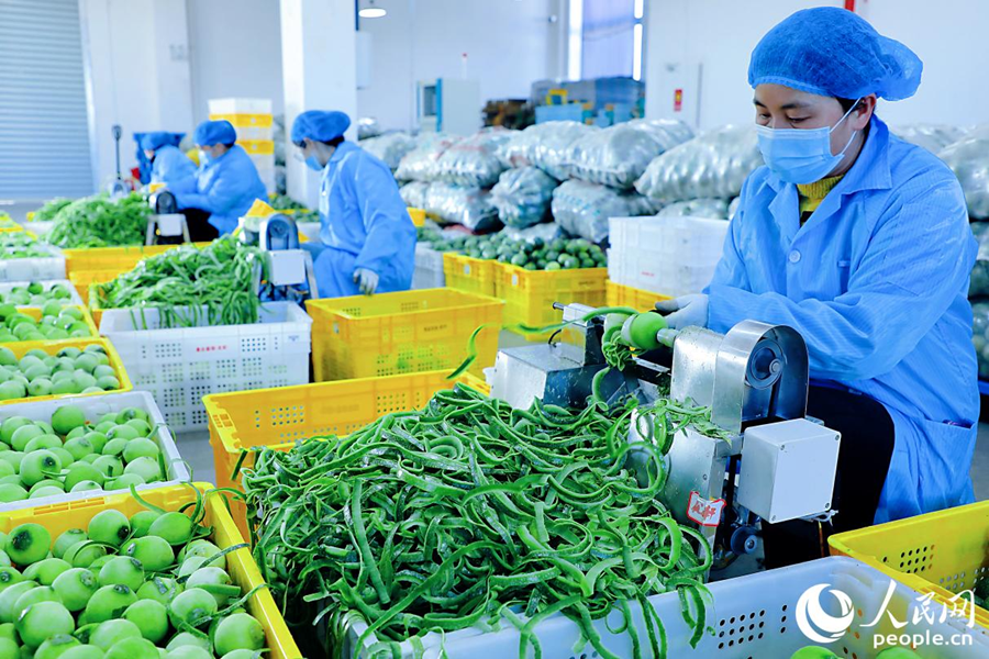 百香果加工厂。人民网记者 李唯一摄