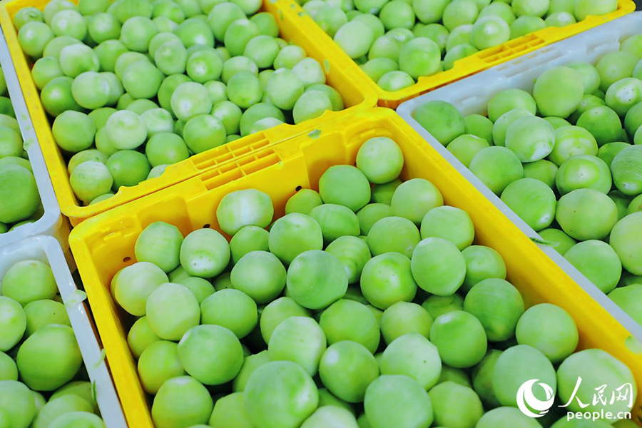 百香果是武平群众增收致富的“幸福果”。人民网记者 李唯一摄