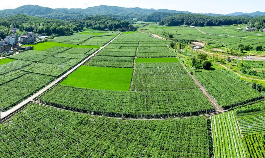 武平县百香果种植基地。武平县融媒体中心供图