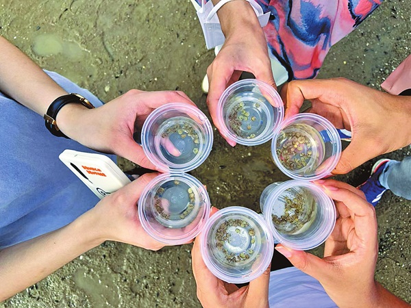 中國鱟幼苗，還沒有人類拇指指甲大。