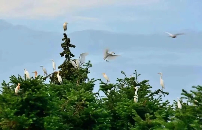 白鹭与其他鹭鸟一同停歇在枝头