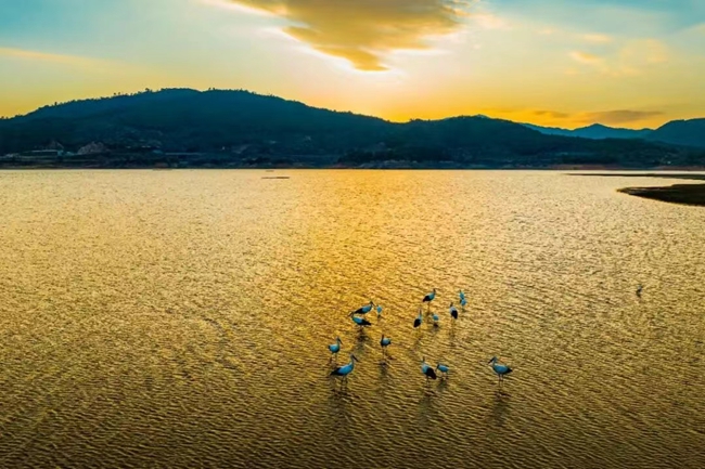 好生态引来水鸟觅食、繁衍