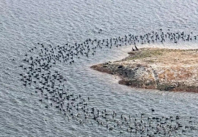 湖边成群的鸬鹚