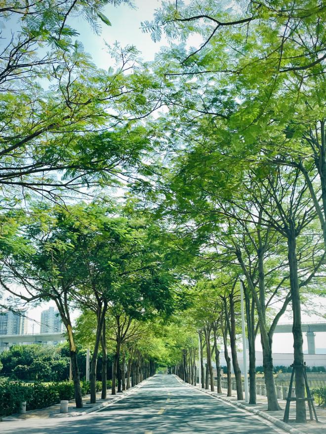 如今的鳳凰大道風景怡人