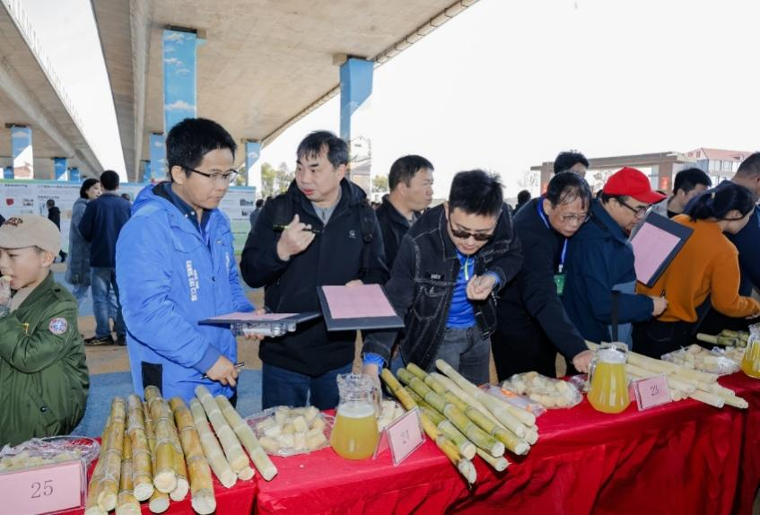 果蔗品鉴现场