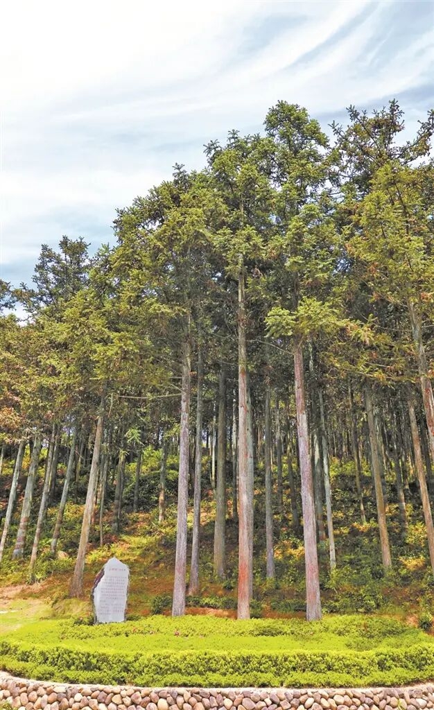  黃振芳家庭林場“三棵樹”。鄭文敏攝