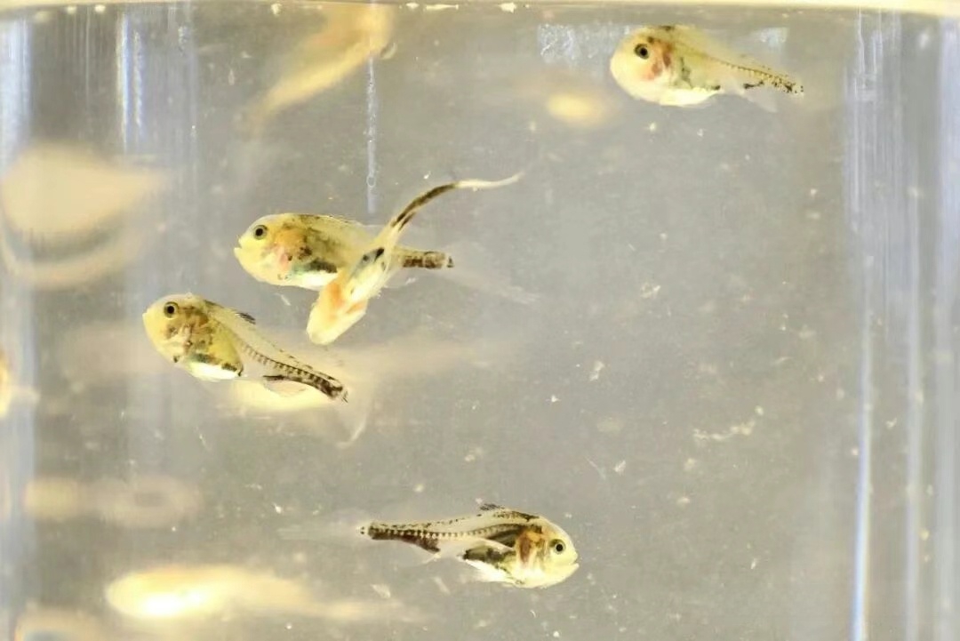 “岱衢族”大黃魚魚苗