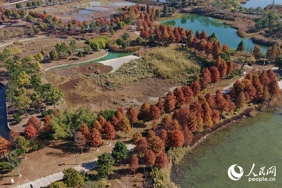 在位於廈門集美的馬鑾灣雙溪濕地公園，成片落羽杉臨水佇立。人民網記者 陳博攝