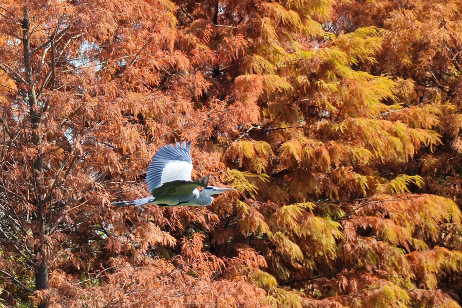 蒼鷺在落羽杉林間展翅飛翔。陳俏伊攝