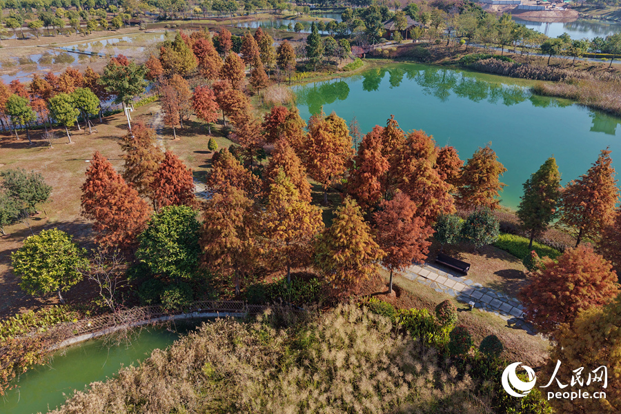 五彩繽紛的落羽杉猶如打翻的調色板，在大地上涂抹出靚麗的紅。人民網記者 陳博攝