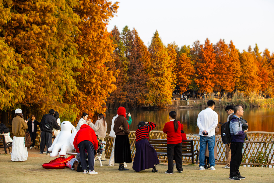 在廈門園博苑內，市民游客在落羽杉草坪拍照休閑。肖曉晶攝